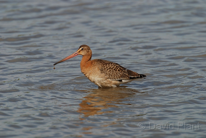Black-tailed godwit - B.JPG - Black-tailed godwit - Slimbridge